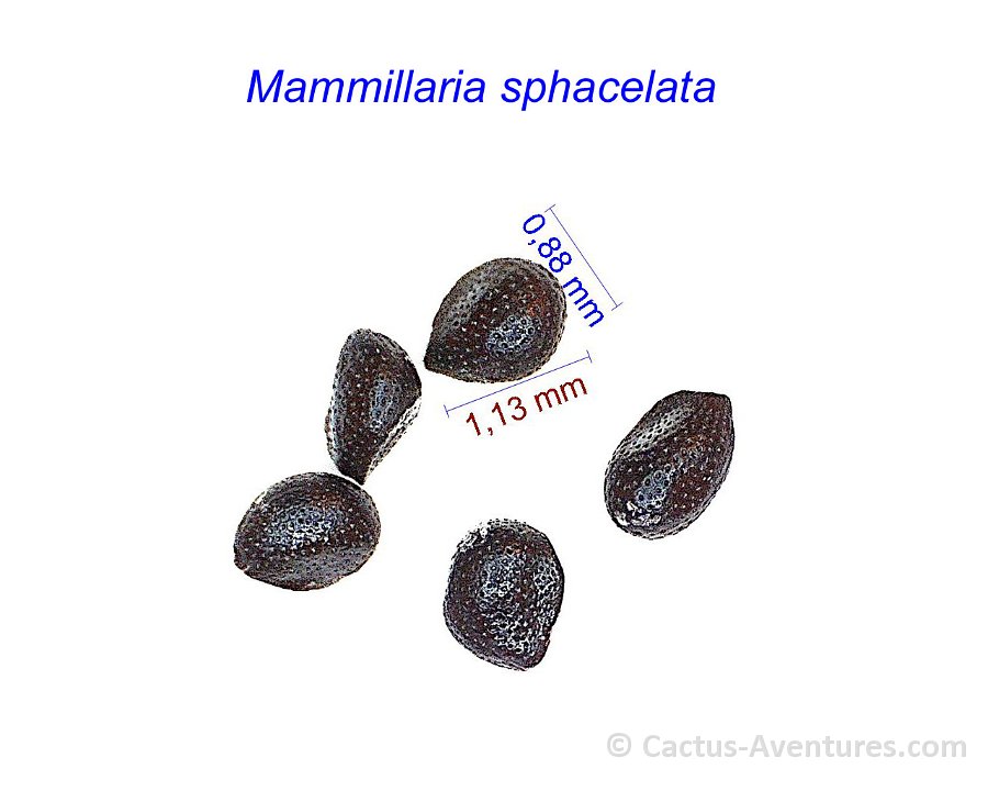 Mammillaria sphacelata (Escobariopsis)